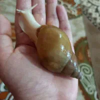 حلزون آلبینو|خزنده|تهران, مینای جنوبی|دیوار