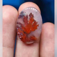 شجر درختی بی نظیر