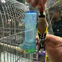 کلبه پرنده|پرنده|ساوه, |دیوار