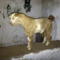 گوسفند  فروشی