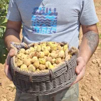 انجیر بش درجه ۱|خوردنی و آشامیدنی|شیراز, شهرک فرزانگان|دیوار