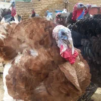 بوقلمون محلی بیلوار