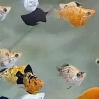 ماهی مولی بالن معاوضه