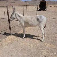 الاغ|حیوانات مزرعه|کبودرآهنگ, |دیوار