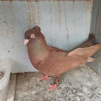 کفتر سرخ