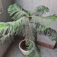 درخت کاج مطبق و درختچه یوکا کاملا سالم و شاداب|گل و گیاه طبیعی|تهران, هروی|دیوار