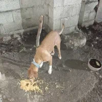 سگ شکاری|سگ|ماسال, |دیوار