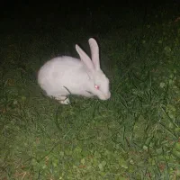 خرگوش چشم سرخ