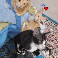 واگذاری گربه یک دونه ماده و سه تا نر آرام و سالم|گربه|بهبهان, |دیوار