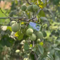 توزیع نهاال پیوندی گردوجمالمقاوم به سرما|خدمات باغبانی و درختکاری|قیدار, |دیوار