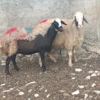 دوعدد میش داشتی جوان و آبستن