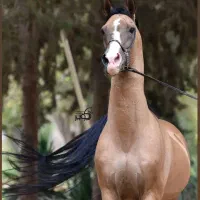 سیلمی درهشوری.اسب نریان درهشوری