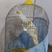 عروس هلندی بازی گوش وسخنگو|پرنده|صباشهر, |دیوار