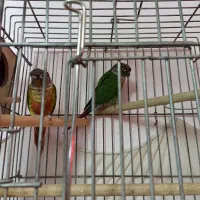 طوطی مولد و نژاددار گرینچیک وعروس هلندی آلبینو|پرنده|سقز, |دیوار