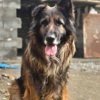 کشش ژرمن نر مو بلند