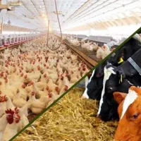 کارشناس کنترل کیفی و کارشناس بازاریابی و فروش