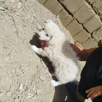 سگ پاکوتاه چهارماه|سگ|میاندوآب, |دیوار