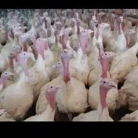 بوقلمون ۶ ماه گوشتی با وزن ۱۰ تا ۱۵ کیلو