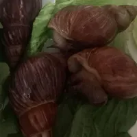 حلزون آچاتینا