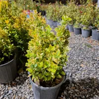 گیاهان همیشه سبز|خدمات باغبانی و درختکاری|فولادشهر, C4|دیوار