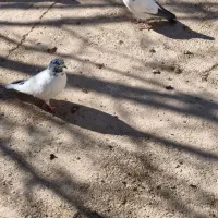 کفتر|پرنده|نورآباد, |دیوار