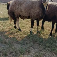 شیشک قوچ دو ساله