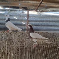 جفت رنگی|پرنده|شیراز, شاپورجان|دیوار