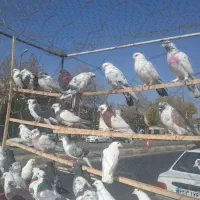 کبوتر فروشی در کردان|پرنده|کوهسار (البرز), |دیوار