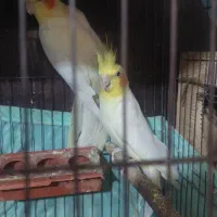 جفت عروس هلندی بالغ|پرنده|رشت, حسین آباد|دیوار