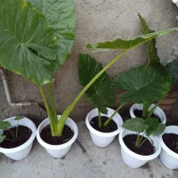 گل باباآدم بزرگ وکوچک|گل و گیاه طبیعی|گرگان, |دیوار