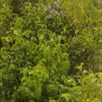 آپارتمانی بنجامین ـ گل مقام