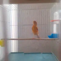 قناری ماده  سوخته دارچینی اماده  و کاملا سلامت|پرنده|تهران, نصرت|دیوار