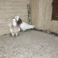 طوقی|پرنده|اصفهان, سودان|دیوار