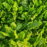 فروش سبزی  خورشتی. نعناع وریان حانه|خوردنی و آشامیدنی|اسلام‌‌آباد غرب, |دیوار