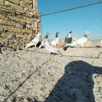 کفتر خوشگل ضربه|پرنده|سبزوار, ایزی شهر|دیوار