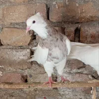 کبوتر