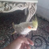 عروس هلندی سخنگو|پرنده|بم, |دیوار