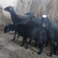 چهار راس گوسفند