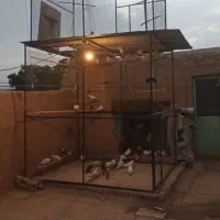 پرون و قفس|لوازم جانبی حیوانات|ساروق, |دیوار