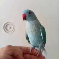طوطی ملنگو آبی نر|پرنده|مشهد, استاد یوسفی (شهرک غرب)|دیوار