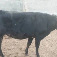 نوبر چاق گوساله ماده