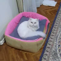 واگذاری گربه با وسایلش