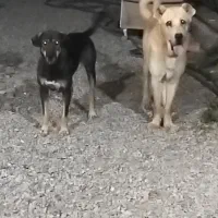 پژدر 21ماه نر