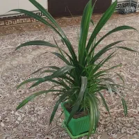 انواع گل‌های شاداب خانگی زیبا با قیمت مناسب|گل و گیاه طبیعی|کرمانشاه, |دیوار