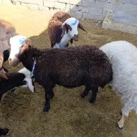 فروش هفت راس  بره ماده پلنگی اصیل و یک کاوه قوچ