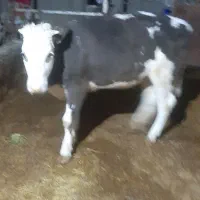 یک راس گوساله ماده سیمینتال ،درجه یک ،