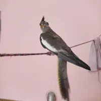 جوجه عروس هلندی|پرنده|شیراز, کوشک میدان|دیوار