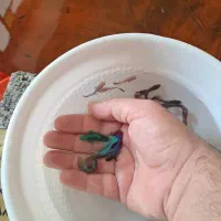 ماهی|ماهی|تهران, گلچین|دیوار