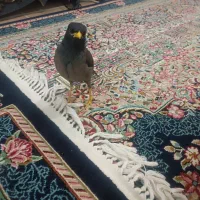 مرغ مینا|پرنده|کرمان, |دیوار