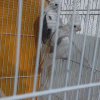 عروس هلندی آلبینو دوکت ۱۰۰٪ مولد ضمانتی|پرنده|تربت جام, کشتارگاه|دیوار